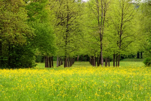 Schöne Farben Der Natur Frühlingspark — Stockfoto