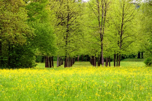 Schöne Farben Der Natur Frühlingspark — Stockfoto