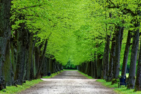 Hermosos Colores Naturaleza Parque Primavera — Foto de Stock