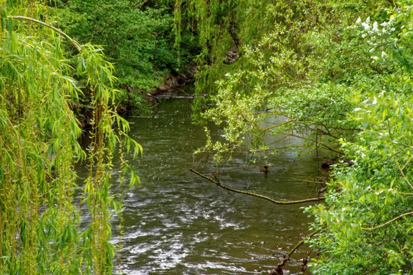 Belles Couleurs Nature Dans Parc Printemps — Photo