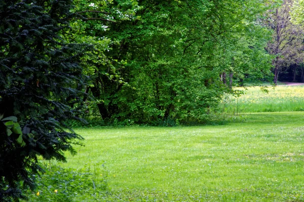 Hermosos Colores Naturaleza Parque Primavera — Foto de Stock