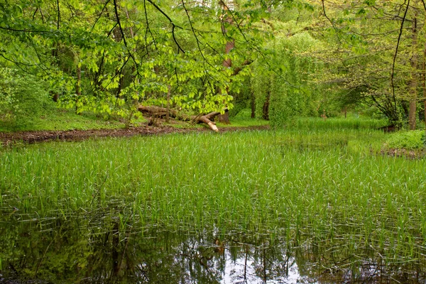 Belles Couleurs Nature Dans Parc Printemps — Photo