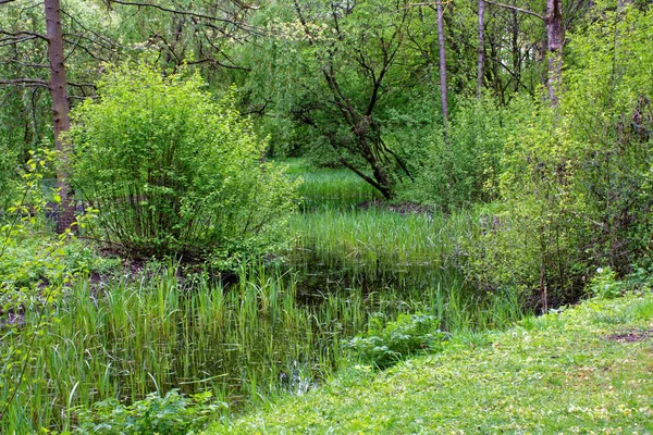 Piękne Kolory Natury Parku Wiosna — Zdjęcie stockowe