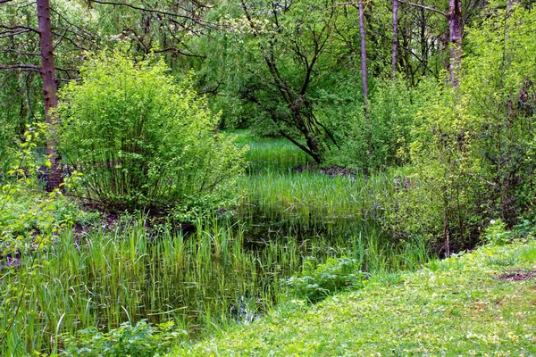 Bahar Park Doğanın Güzel Renkleri — Stok fotoğraf