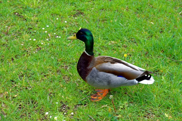 Schöne Farben Der Natur Frühlingspark — Stockfoto