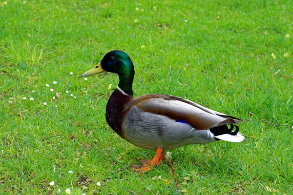 Belles Couleurs Nature Dans Parc Printemps — Photo