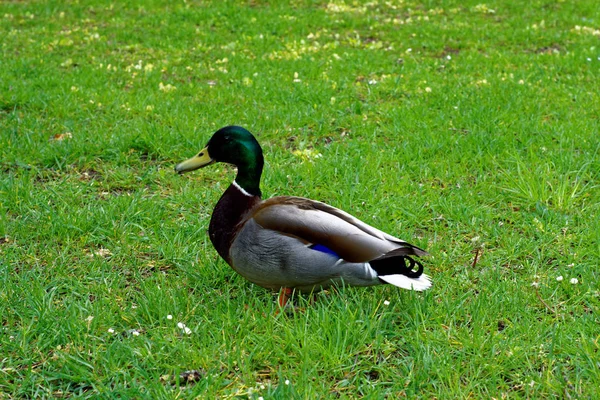 Schöne Farben Der Natur Frühlingspark — Stockfoto