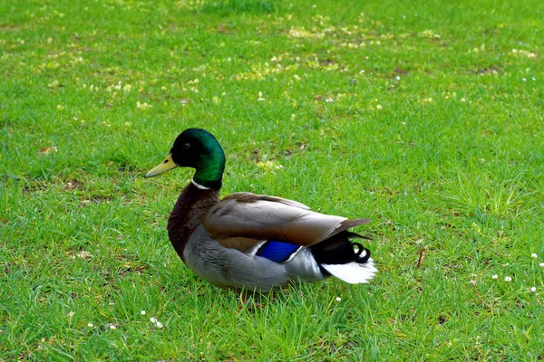 Belles Couleurs Nature Dans Parc Printemps — Photo