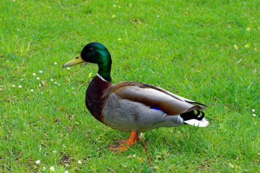 bahar Park doğanın güzel renkleri
