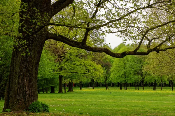 Hermosos Colores Naturaleza Parque Primavera — Foto de Stock