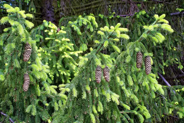 Árboles Coníferas Hoja Perenne Bosque —  Fotos de Stock