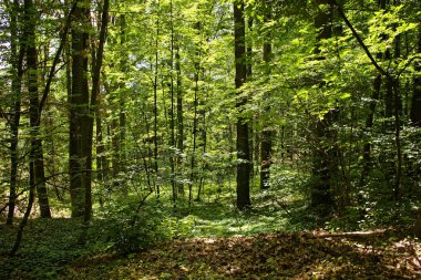parlak güneşli bir günde yoğun orman