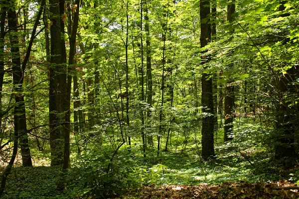 Bosque Denso Día Soleado Brillante — Foto de Stock