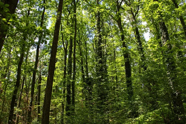 Bosque Denso Día Soleado Brillante — Foto de Stock