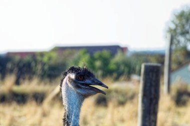 bir çiftlikte komik devekuşu 