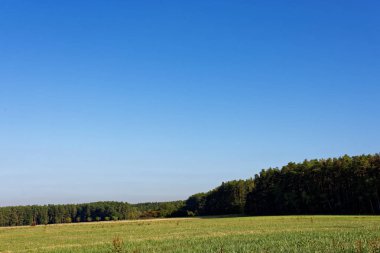 Yağmurdan sonra parlak güneşli bir günde yoğun orman