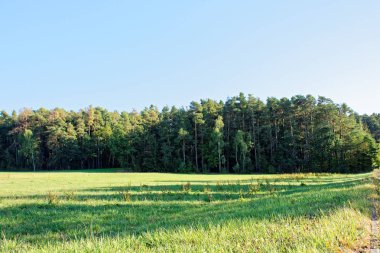 Yağmurdan sonra parlak güneşli bir günde yoğun orman