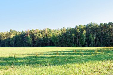 Yağmurdan sonra parlak güneşli bir günde yoğun orman