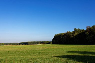 Yağmurdan sonra parlak güneşli bir günde yoğun orman