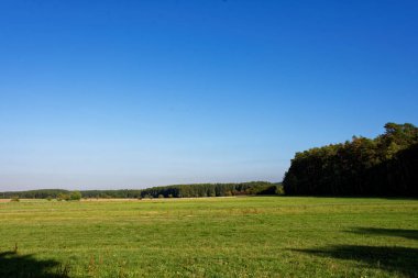 Yağmurdan sonra parlak güneşli bir günde yoğun orman