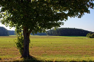 Yağmurdan sonra parlak güneşli bir günde yoğun orman