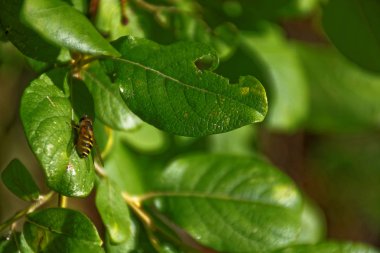 Yağmurdan sonra parlak Güneşli gün Yeşillik