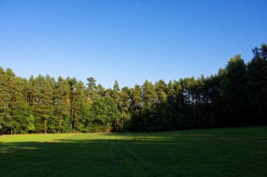 Yağmurdan sonra parlak güneşli bir günde yoğun orman