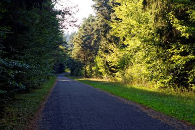 Yağmurdan sonra parlak güneşli bir günde yoğun orman