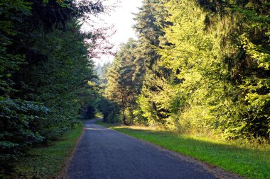 Yağmurdan sonra parlak güneşli bir günde yoğun orman
