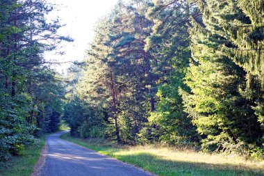 Yağmurdan sonra parlak güneşli bir günde yoğun orman
