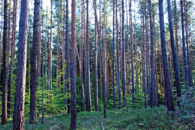 güzel yoğun akşam orman