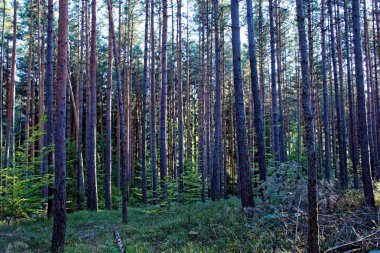 güzel yoğun akşam orman