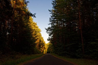 Yağmurdan sonra parlak güneşli bir günde yoğun orman