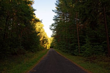 Yağmurdan sonra parlak güneşli bir günde yoğun orman