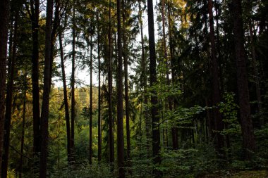 güzel yoğun akşam orman