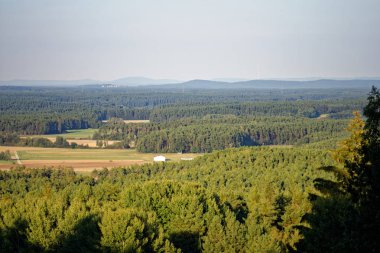 Yağmurdan sonra parlak güneşli bir günde yoğun orman