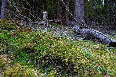 güzel yoğun akşam orman