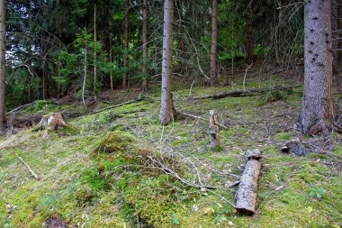 güzel yoğun akşam orman