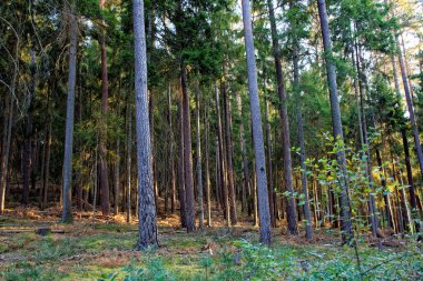 güzel yoğun akşam orman