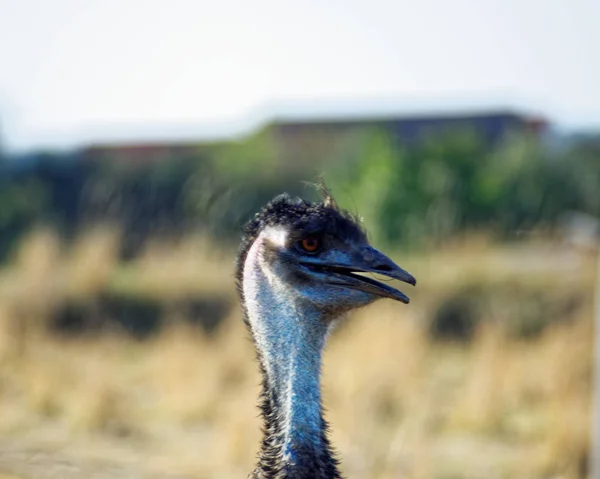 農場で面白いダチョウ — ストック写真