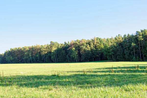 Tät Skog Ljus Solig Dag Efter Regn — Stockfoto