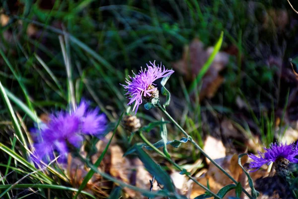 Flowers Bright Sunny Day Rain — Stock Photo, Image