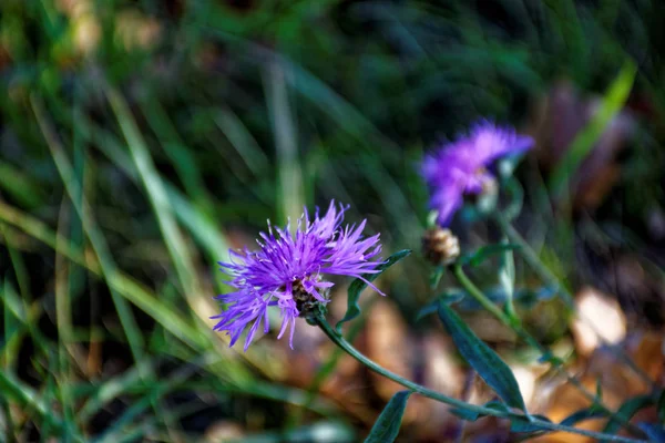 Blumen Einem Strahlend Sonnigen Tag Nach Dem Regen — Stockfoto