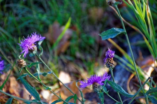 Blumen Einem Strahlend Sonnigen Tag Nach Dem Regen — Stockfoto