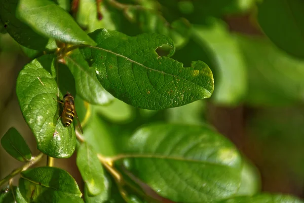 Yağmurdan sonra parlak Güneşli gün Yeşillik