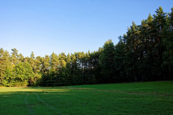 Hutan Lebat Pada Hari Cerah Sunny Setelah Hujan — Stok Foto