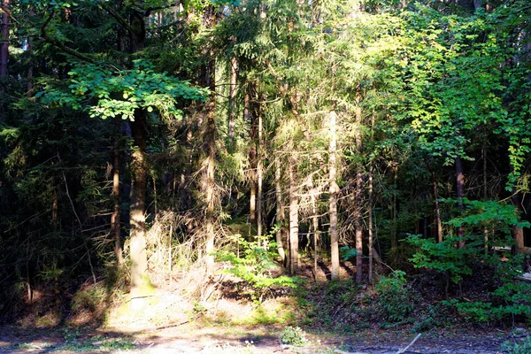 Bela Floresta Densa Noite — Fotografia de Stock