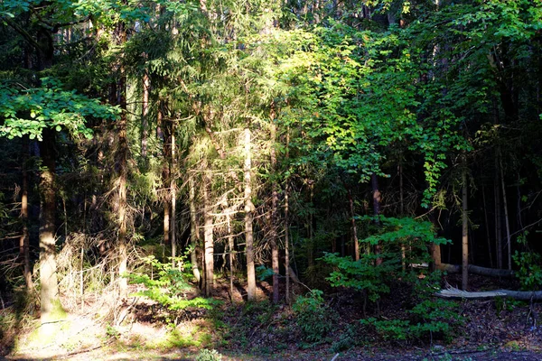 Mooie Dichte Avond Bos — Stockfoto