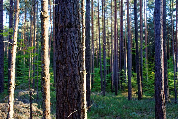 Piękny Gęsty Wieczór Las — Zdjęcie stockowe