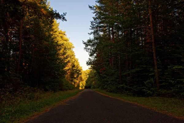 Bosque Denso Día Soleado Brillante Después Lluvia —  Fotos de Stock